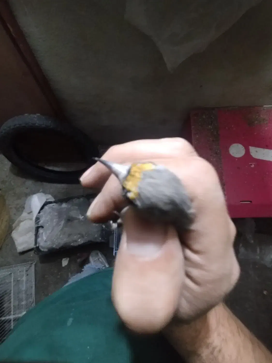 سهره ماده جوجه قفس داغسر|پرنده|تهران, اتابک|دیوار