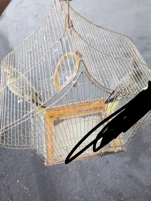 عروس هلندی|پرنده|بندرعباس, |دیوار