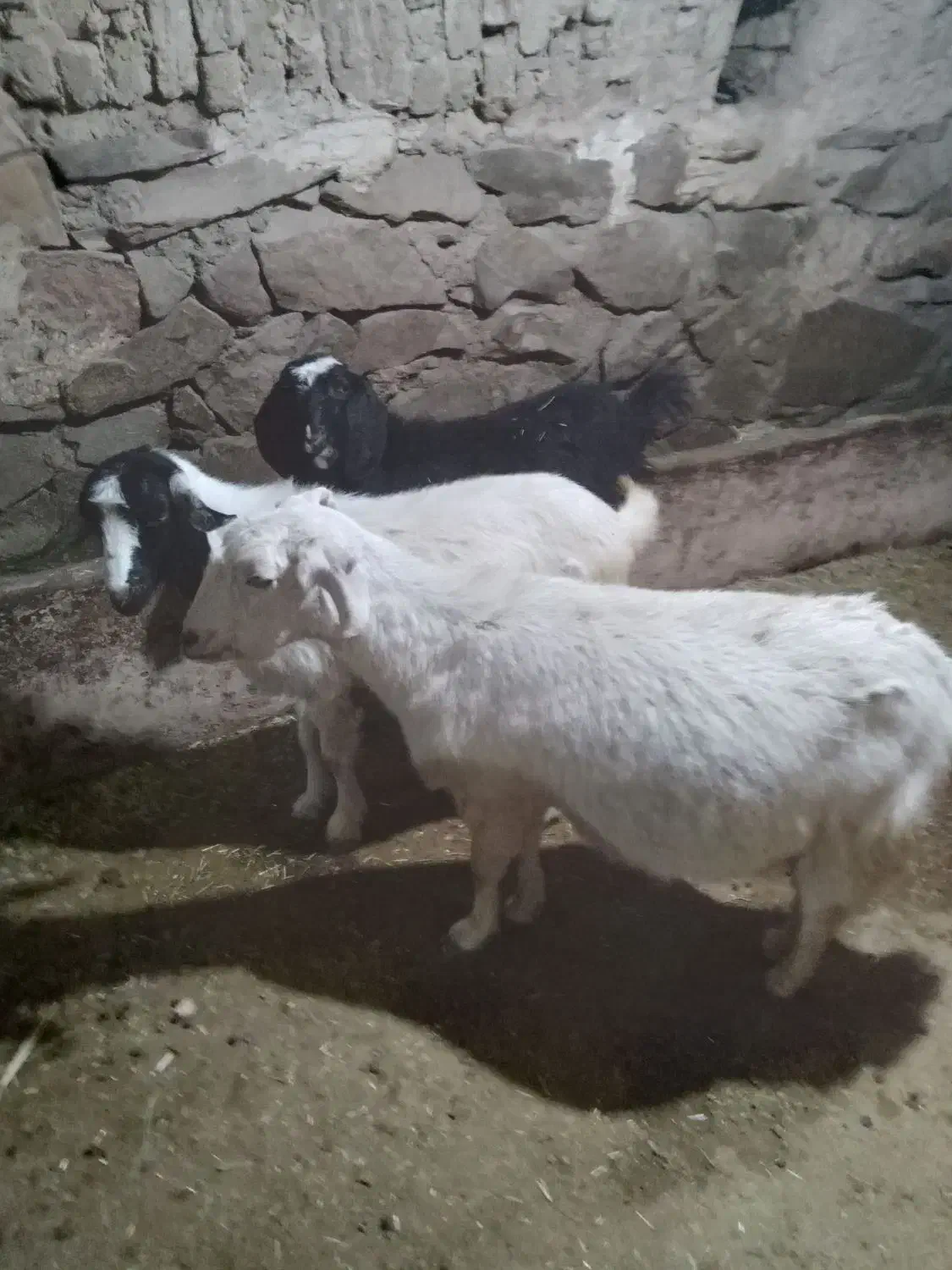 بزوبزغاله|حیوانات مزرعه|آبگرم, |دیوار