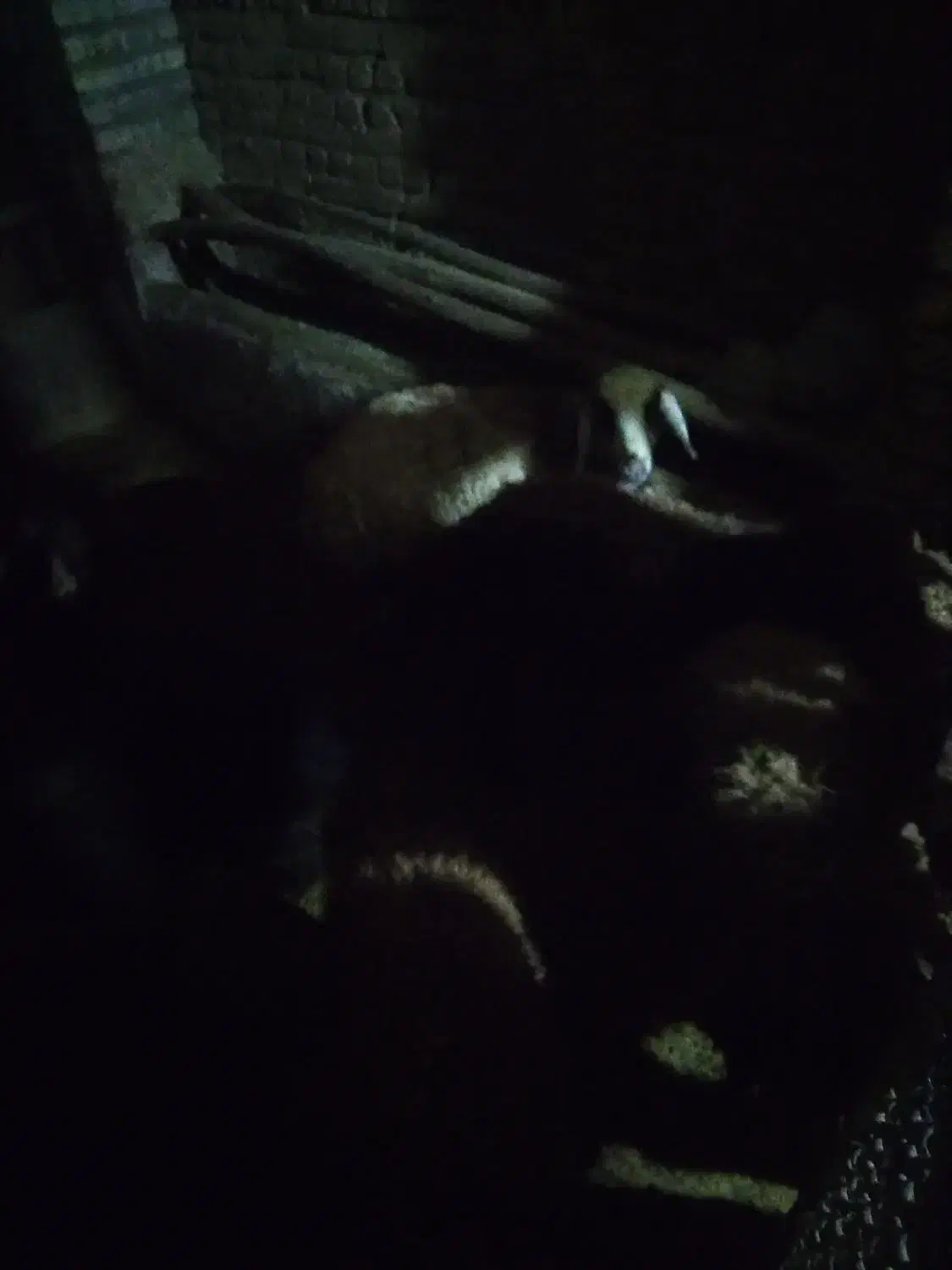 بر نر|حیوانات مزرعه|زالیان, |دیوار