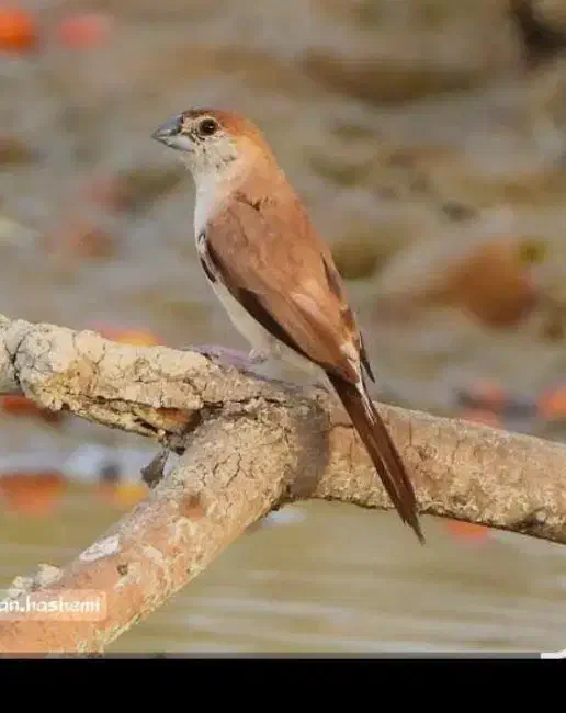 فنچ هندی|پرنده|بم, |دیوار