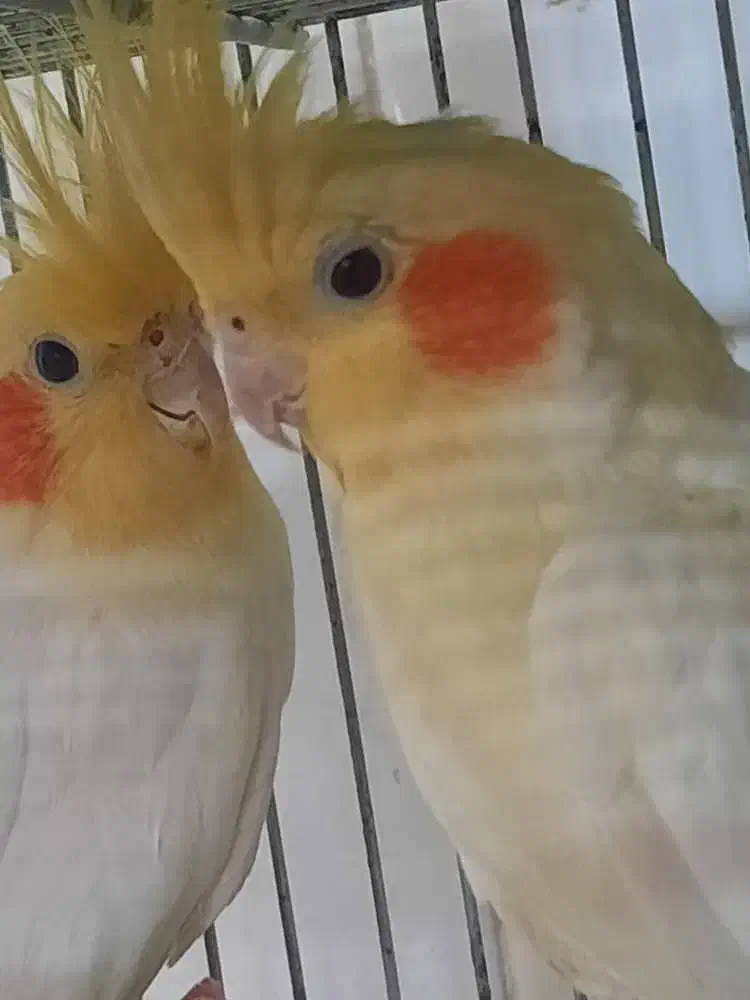 عروس هلندی|پرنده|ابریشم, |دیوار