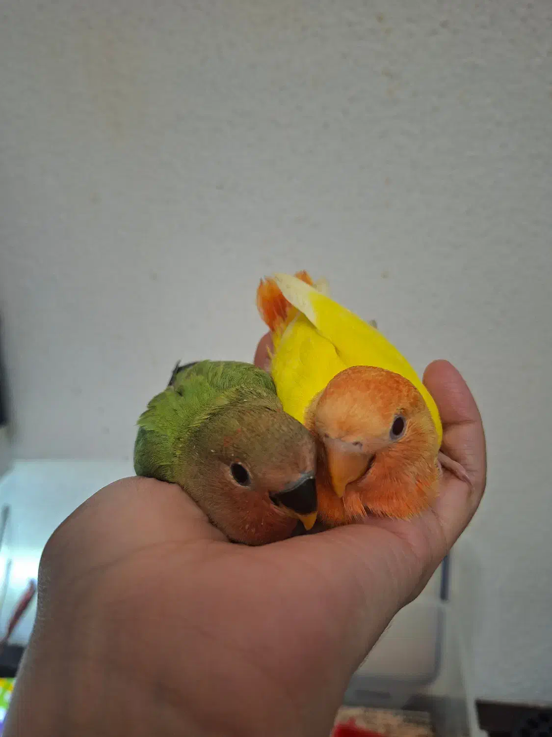 جوجه تازه دونخور طوطی برزیلی|پرنده|کیش, |دیوار