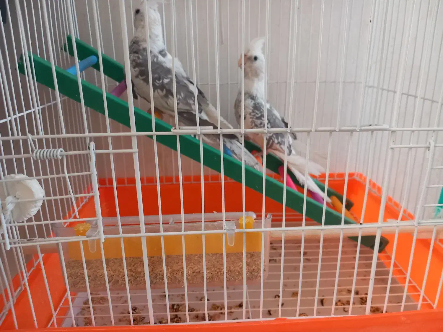 جوجه عروس هلندی|پرنده|آبیک, |دیوار