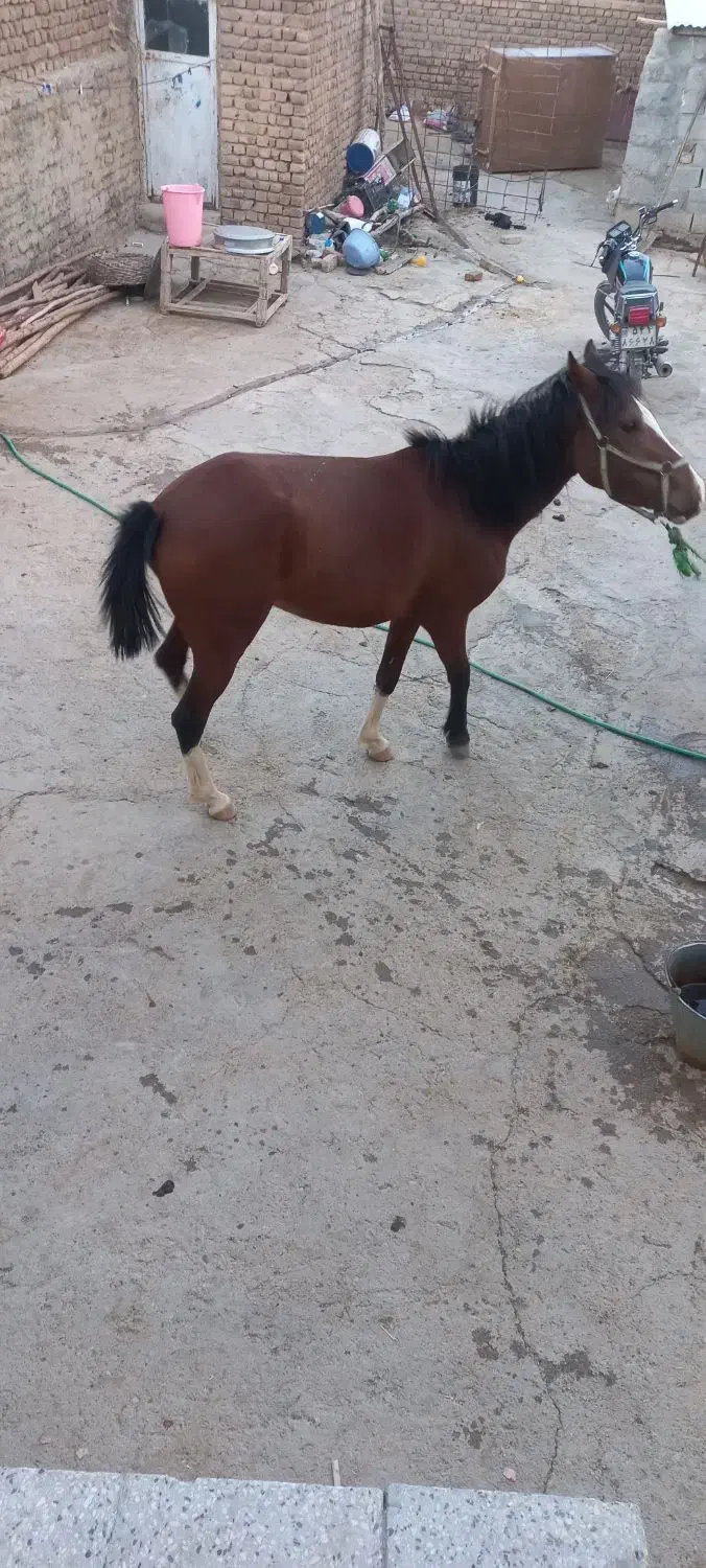 مادیان اسب|اسب و تجهیزات اسب‌سواری|بروجرد, |دیوار