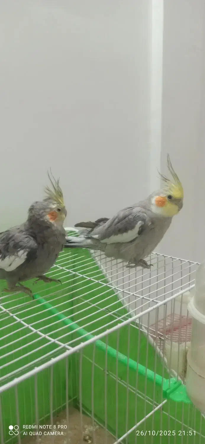 عروس هلندی و مرغ عشق|پرنده|مشهد, حضرت حجت|دیوار