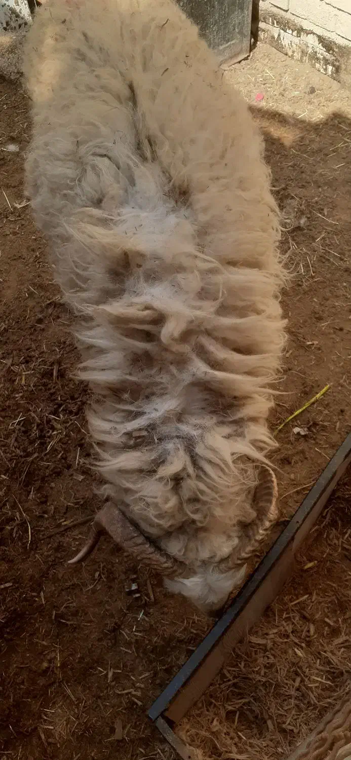 گوسفندنر|حیوانات مزرعه|سوسنگرد, |دیوار