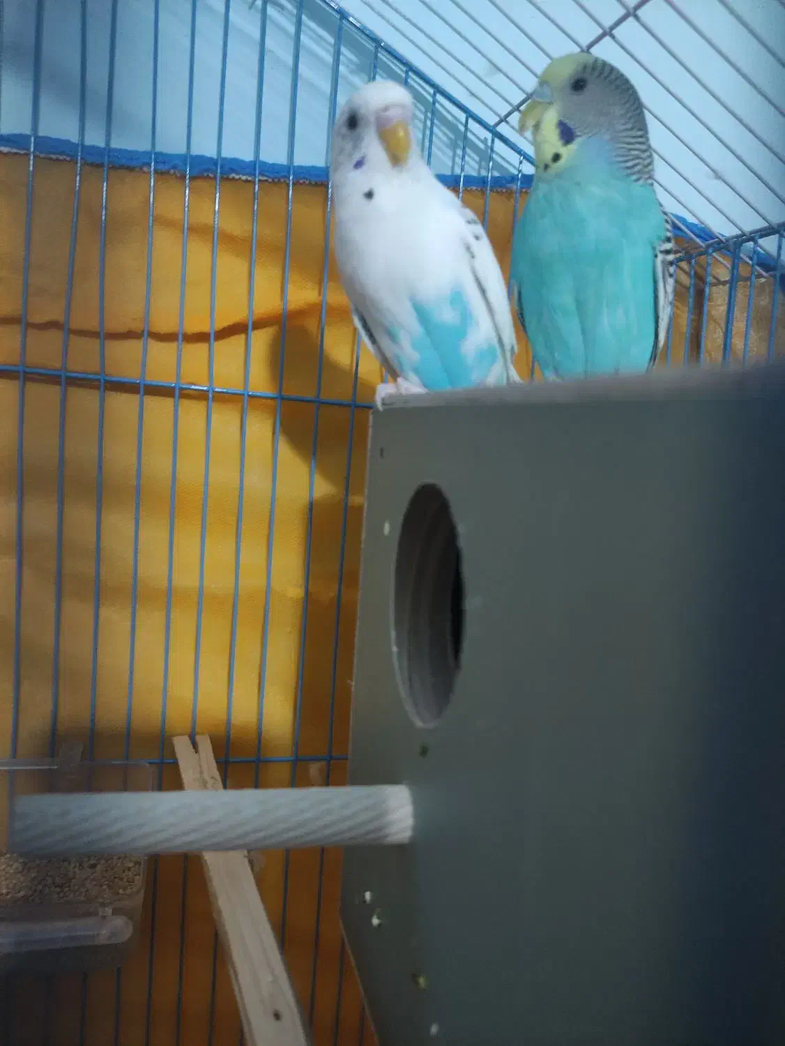 جفت مرغ عشق|پرنده|بم, |دیوار