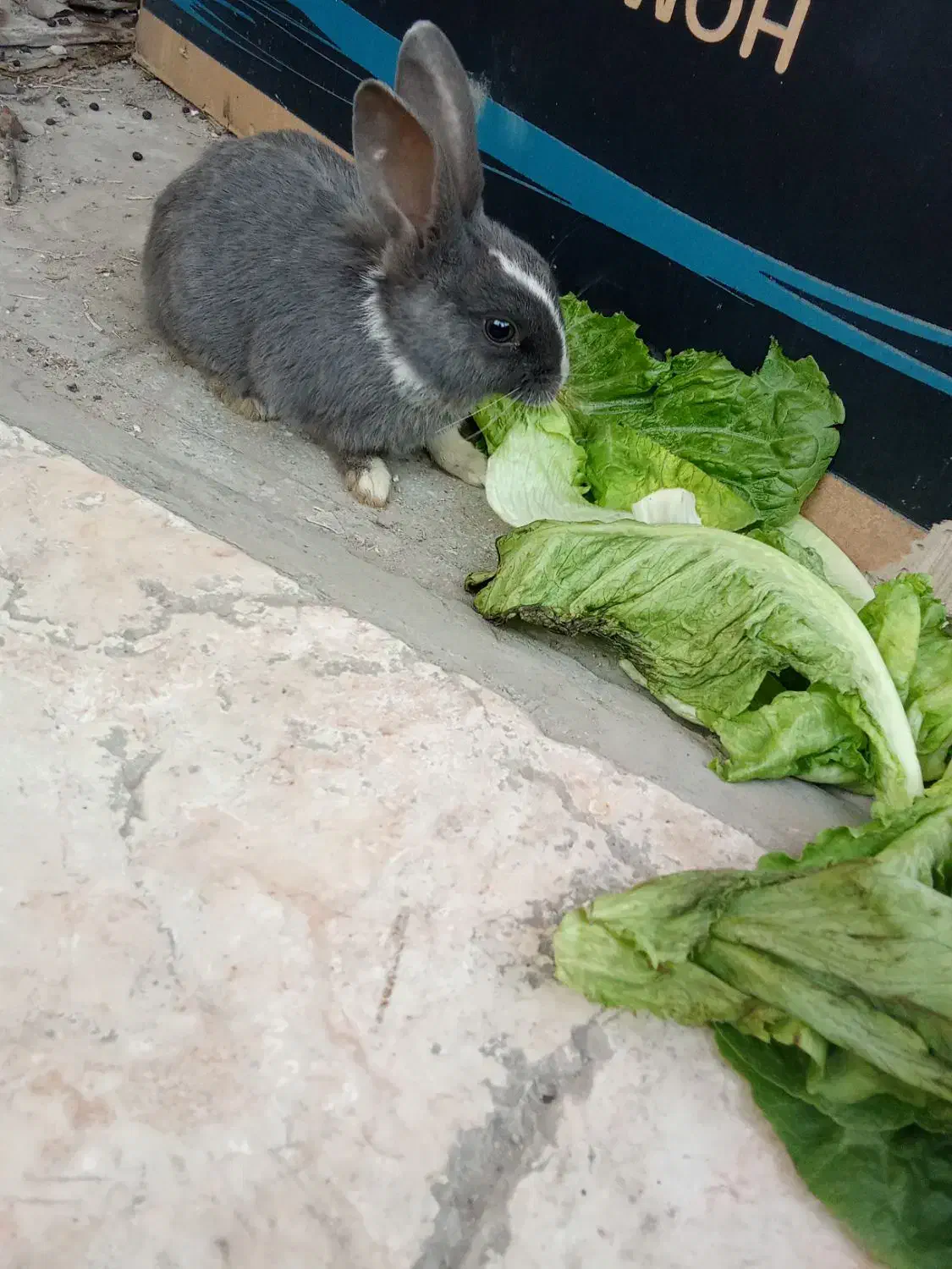 خرگوش طوسی|موش و خرگوش|تهران, طیب|دیوار