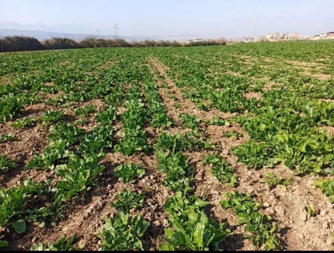 زمین کشاورزی واقع در جلین|فروش زمین و ملک کلنگی|آق قلا, |دیوار