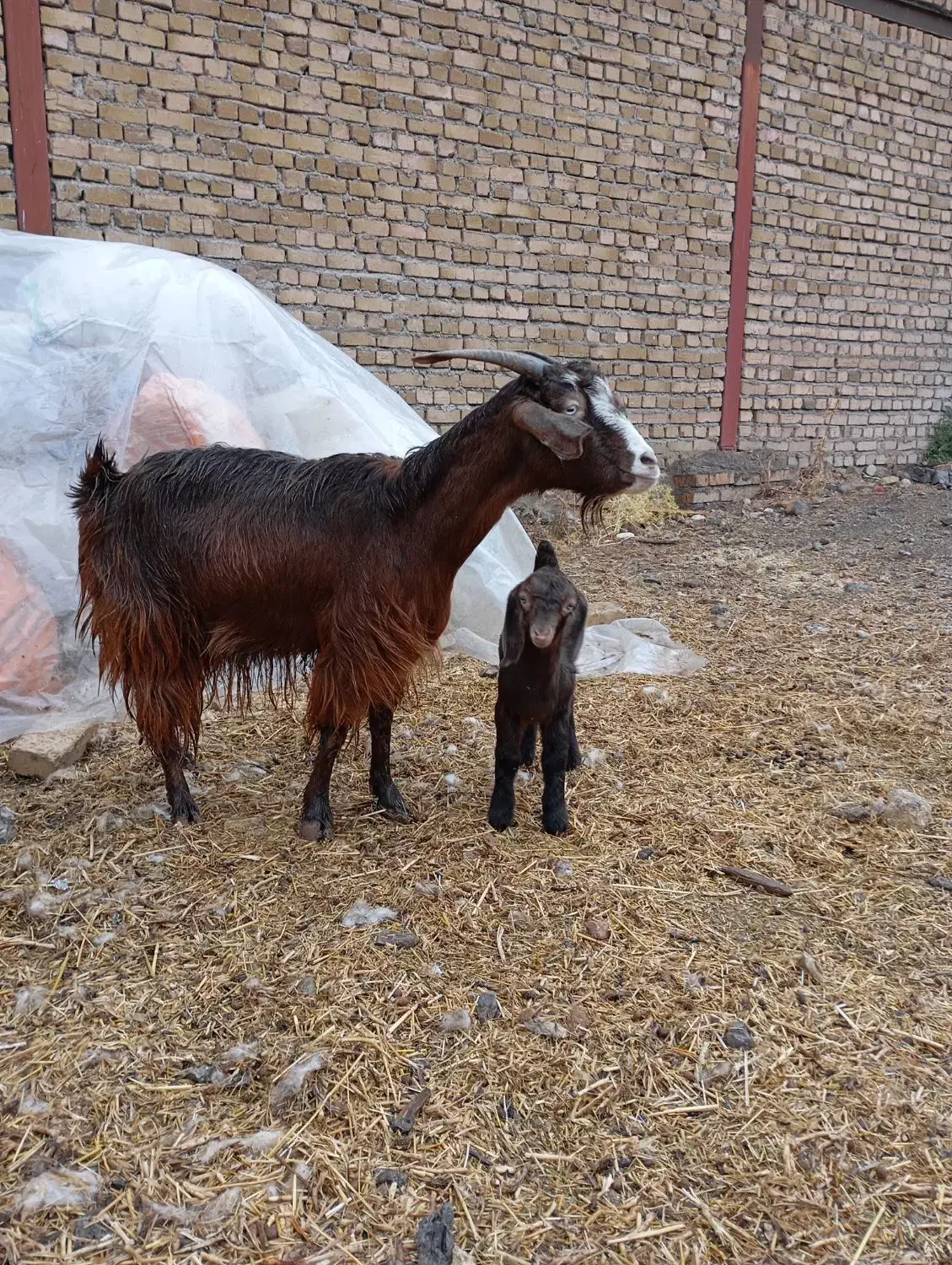 بزغاله|حیوانات مزرعه|خرم‌آباد, |دیوار