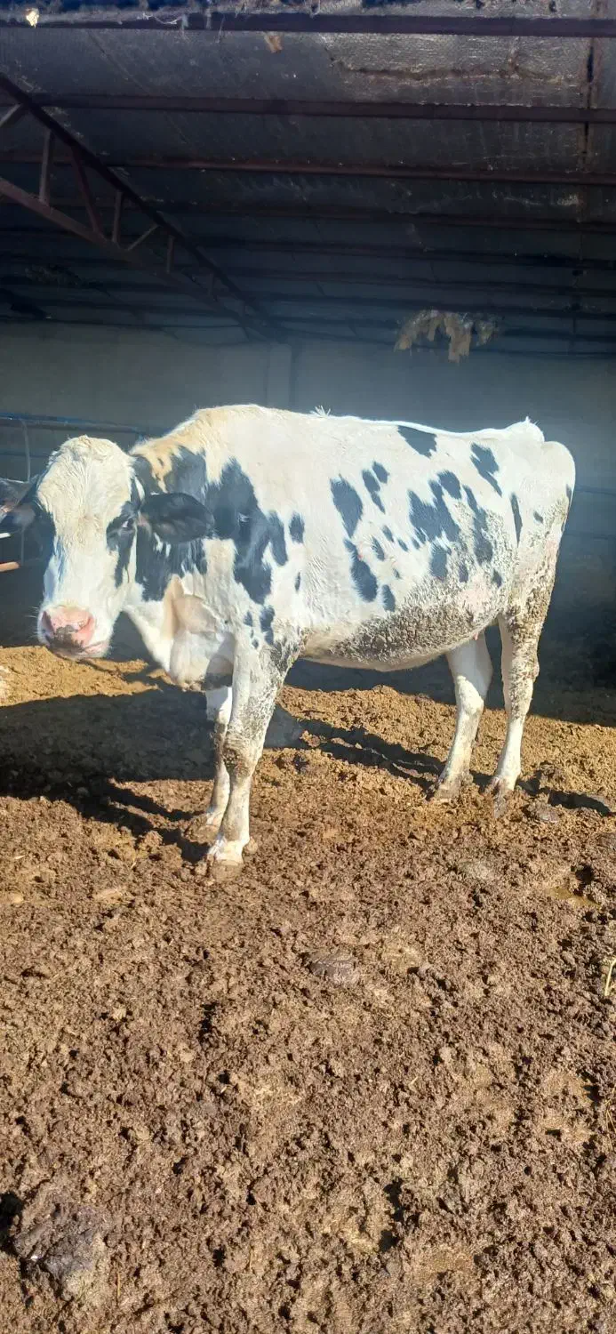 گاو شیری|حیوانات مزرعه|شیروان (خراسان), |دیوار