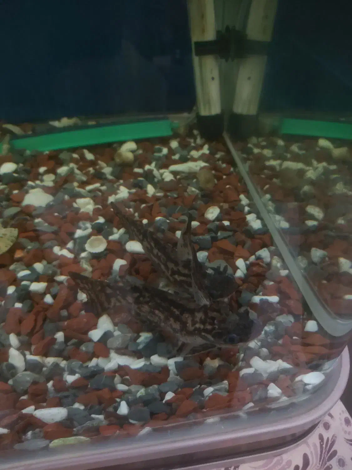 کت کلمبیایی(چوبی)|ماهی|مرند, |دیوار