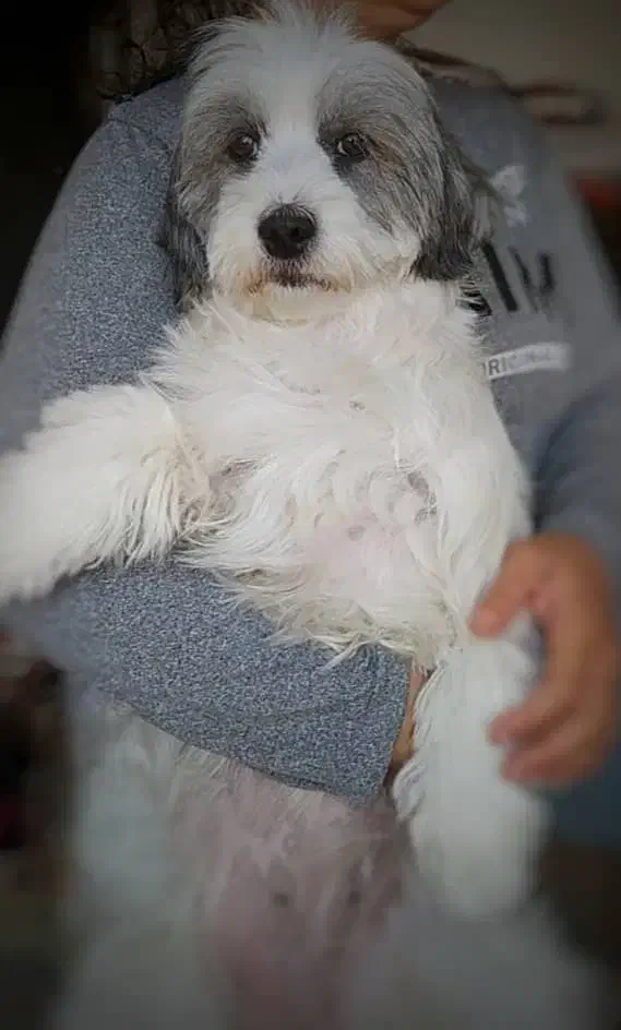 سگ شیتزو تریر ماده باهوش|سگ|لالجین, |دیوار