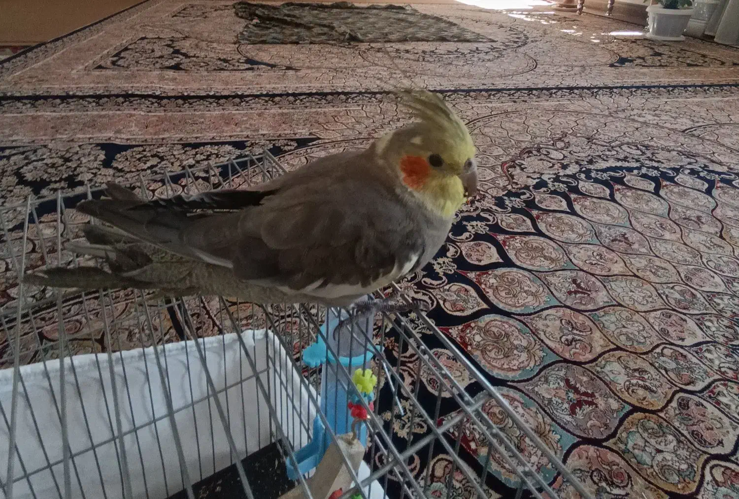 عروس هلندی کاملادستی|پرنده|امیرآباد, |دیوار