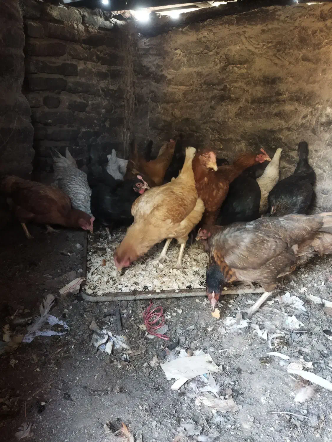 مرغ محلی ولاری|حیوانات مزرعه|اشتهارد, |دیوار