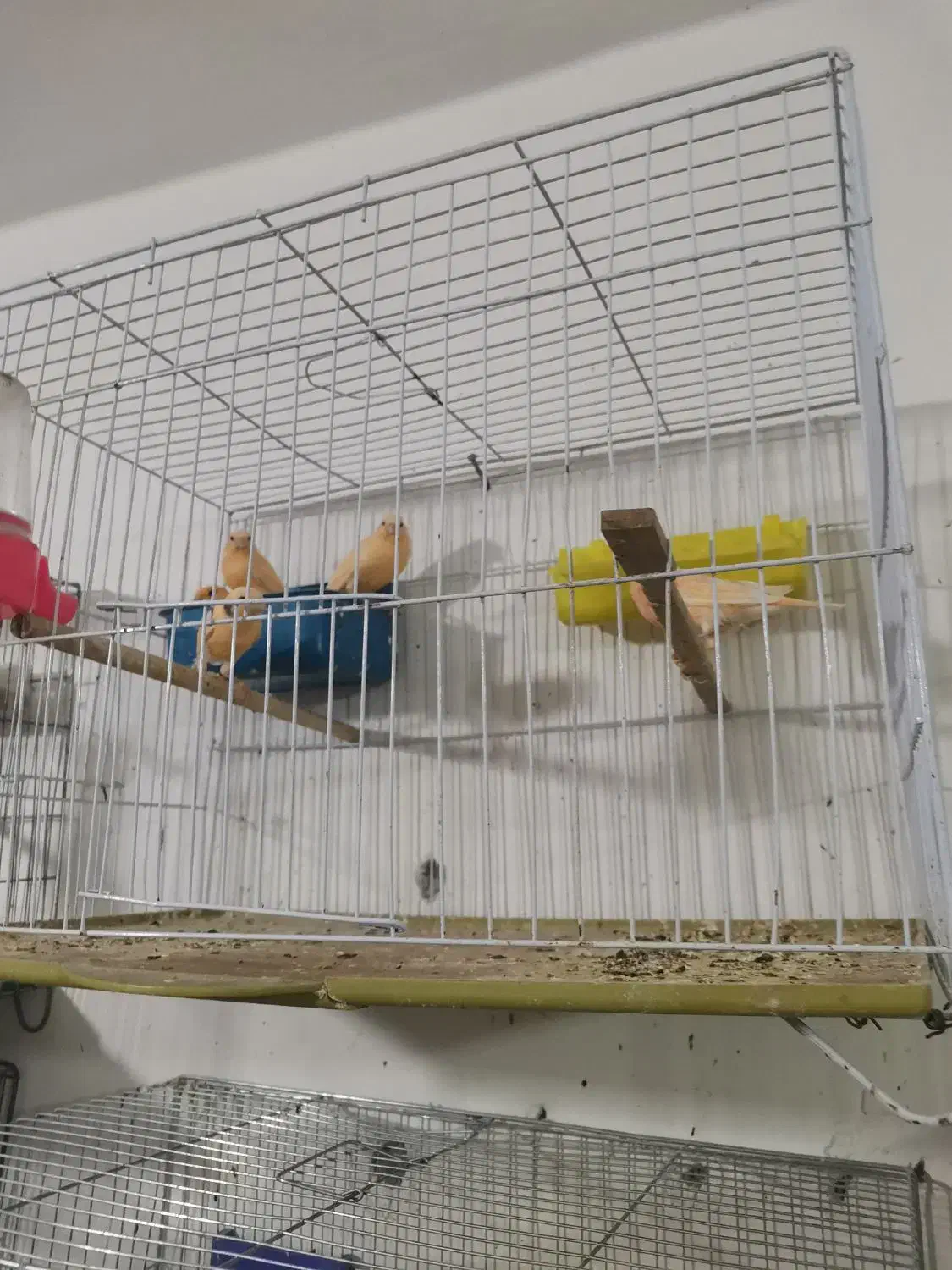 فروش قناری نر وماده|پرنده|بهبهان, |دیوار