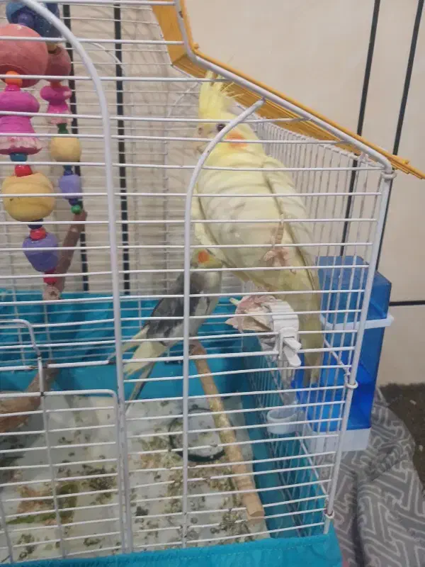 عروس هلندی ماده جوجه|پرنده|دزفول, |دیوار