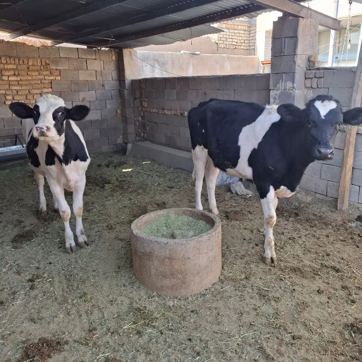 فروش دام|حیوانات مزرعه|اصفهان, قائمیه|دیوار