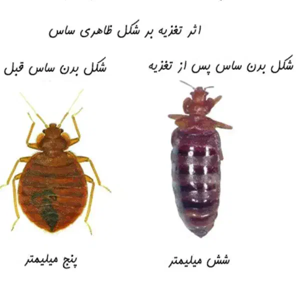 سمپاشی سم پاشی باضمانت کامل ساس سوسک|خدمات نظافت|قم, بنیاد|دیوار