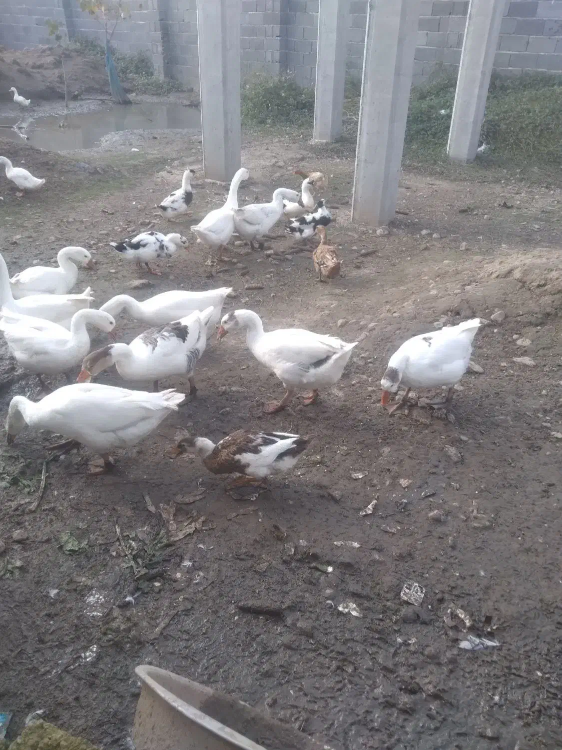 غوغازدورگه نرموجوداست|حیوانات مزرعه|آستانه اشرفیه, |دیوار