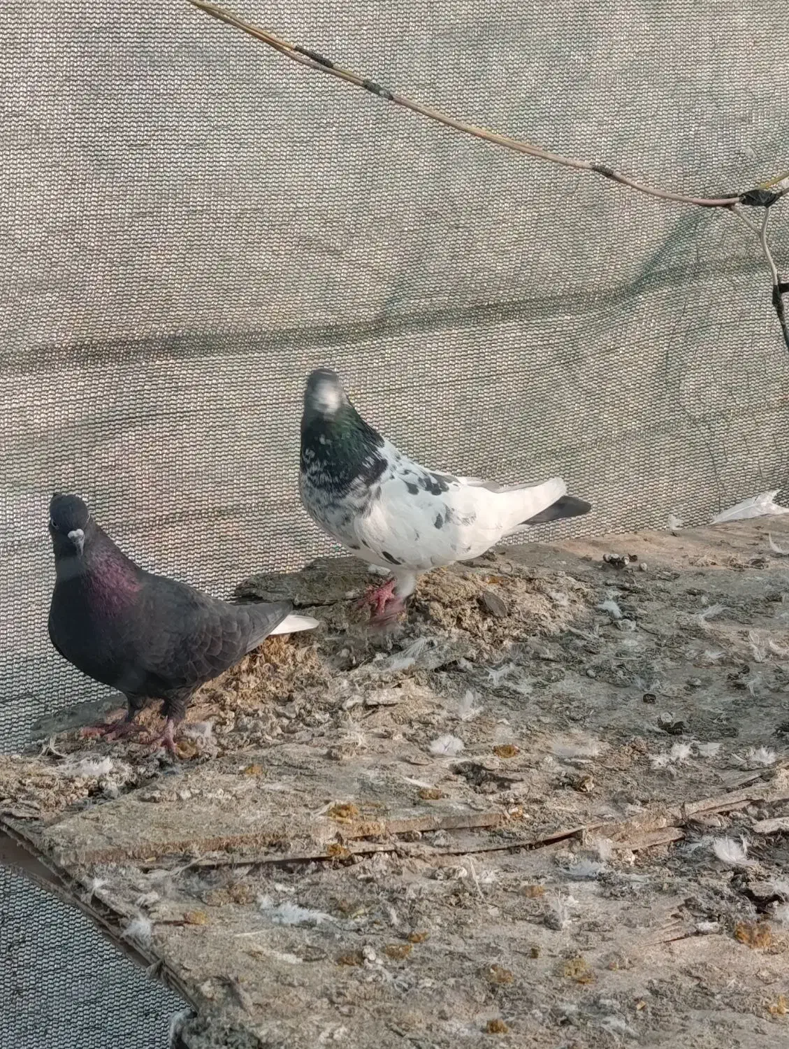 کفتر|پرنده|بومهن, |دیوار