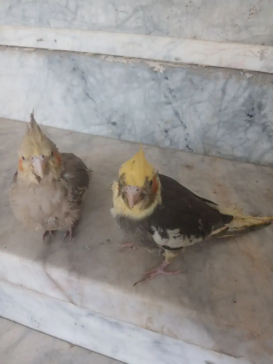 فوری .زیر قیمت بازار.بدلیل زیاد بودن پرنده هام|پرنده|بروجن, |دیوار