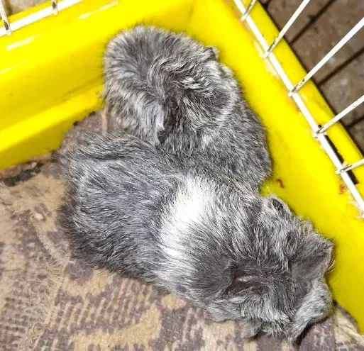 توله خوکچه هندی فشن(خرگوش)|موش و خرگوش|اهواز, کیانپارس |دیوار