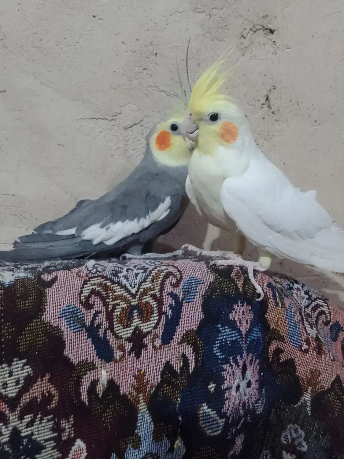 عروس هلندی|پرنده|کبودرآهنگ, |دیوار