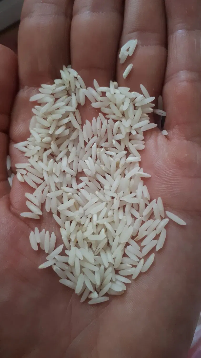 برنج اعلا هاشمی گیلان فومن|خوردنی و آشامیدنی|تهران, مینابی|دیوار
