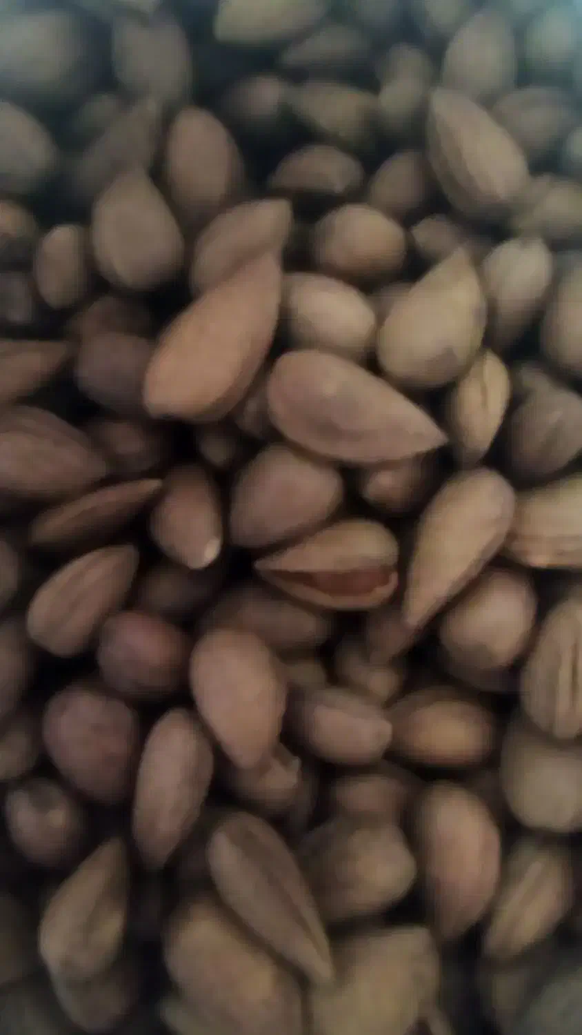 بادام شیرین درشت نرم گندم برشته تازه.ترشی انارشیمن|خوردنی و آشامیدنی|ایذه, |دیوار