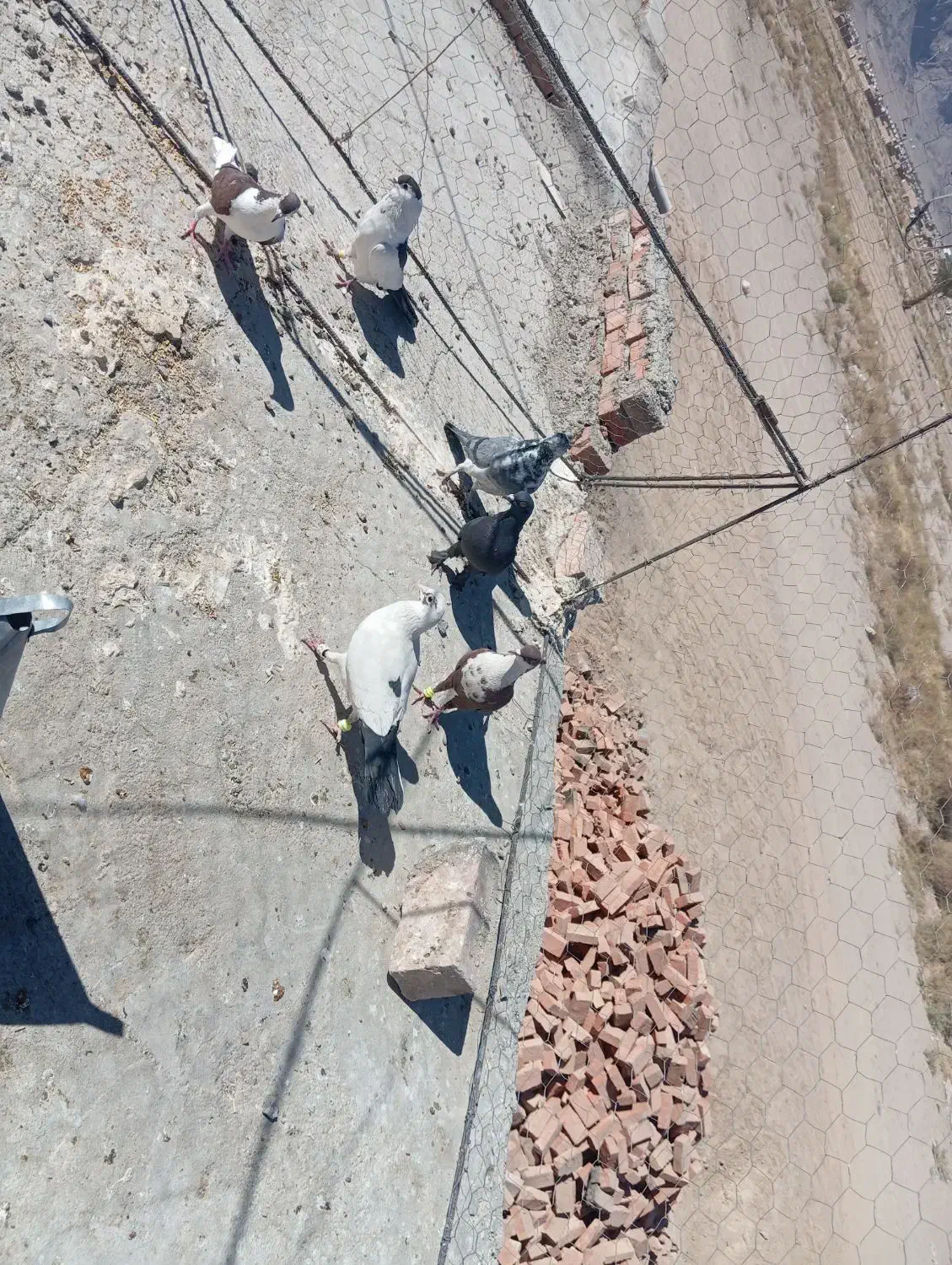 کبوتر|پرنده|خاش, |دیوار