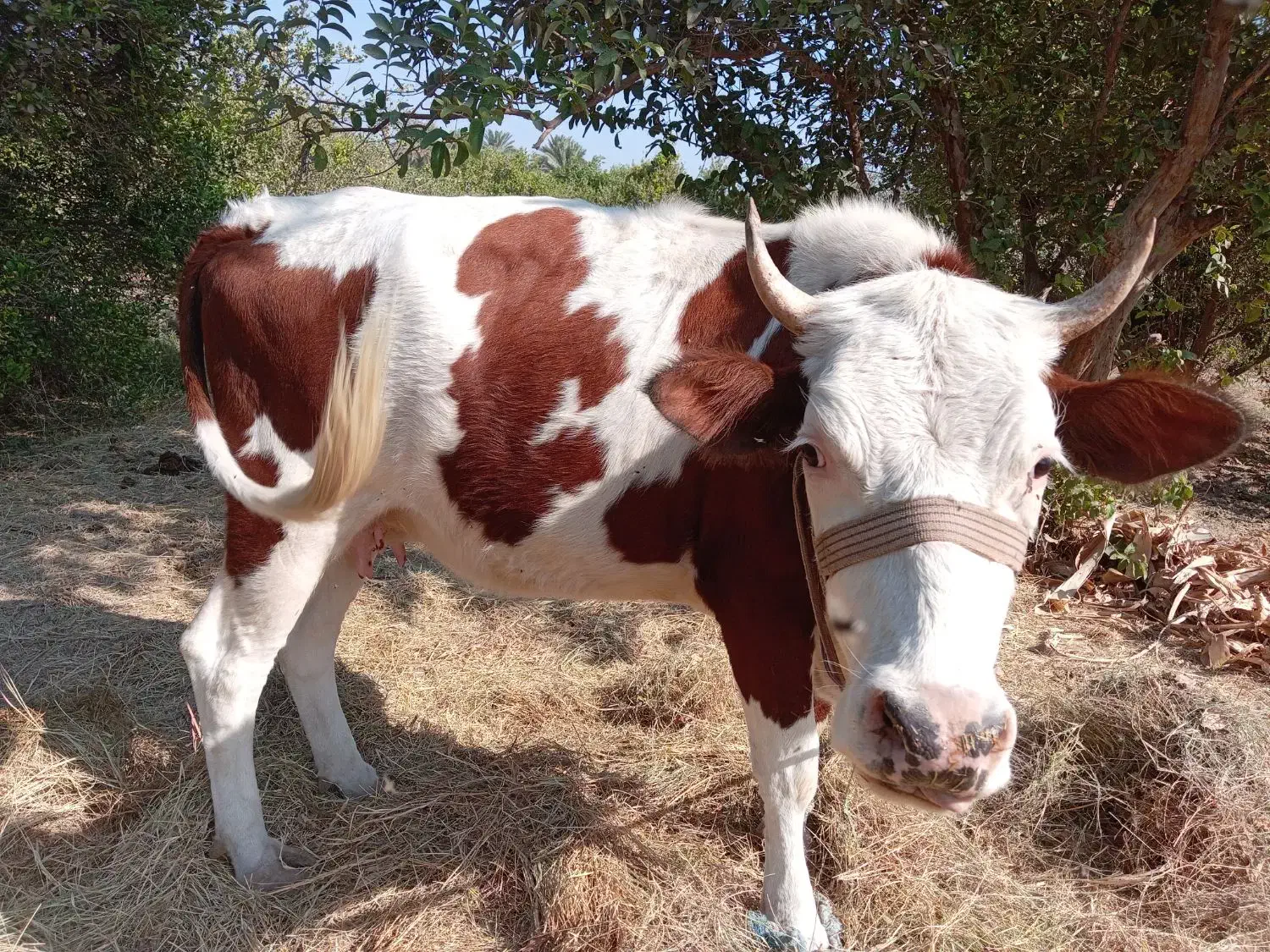 گاو ماده|حیوانات مزرعه|توکهور, |دیوار