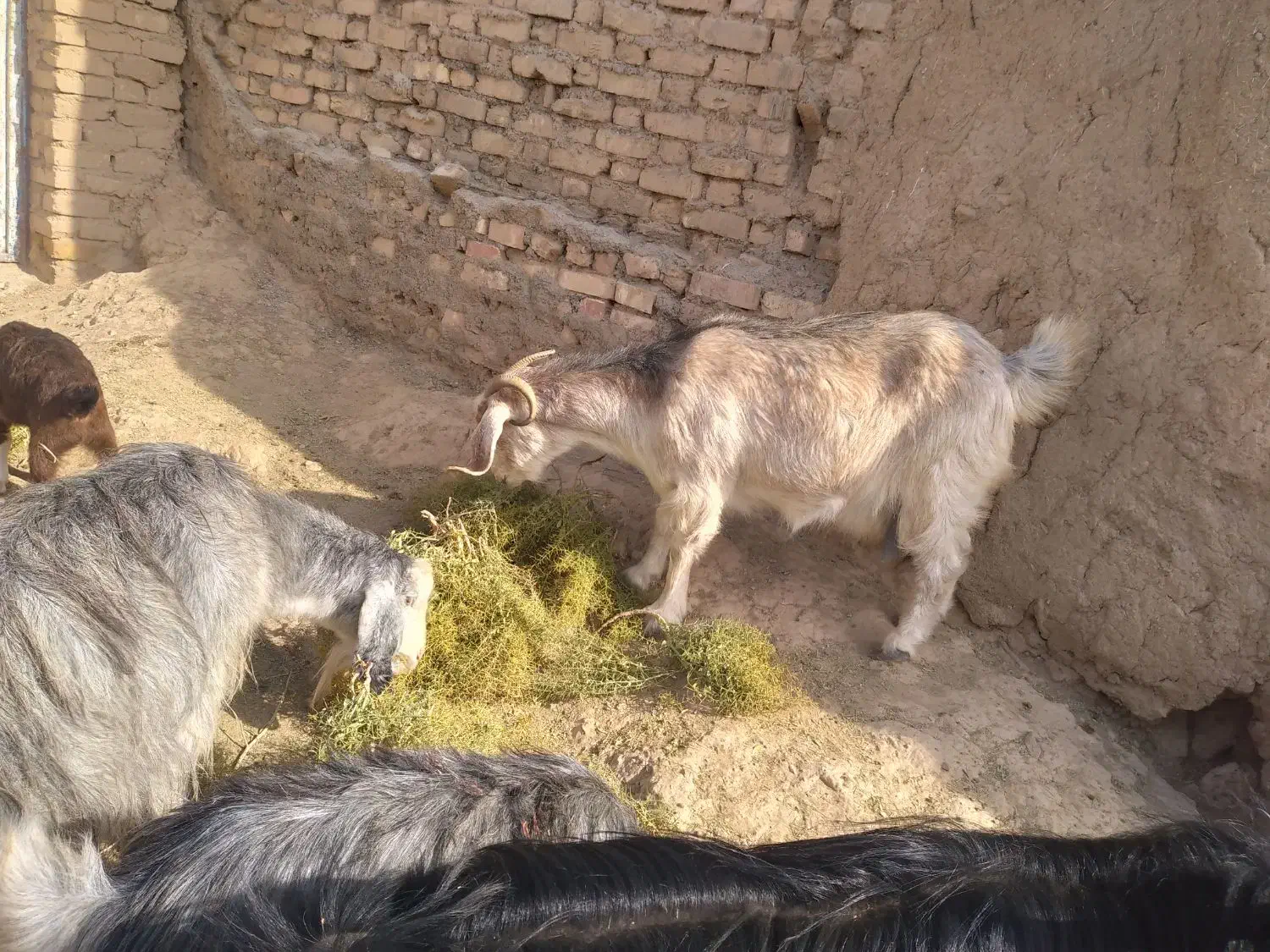 بزغاله کوچک.|حیوانات مزرعه|قزوین, |دیوار