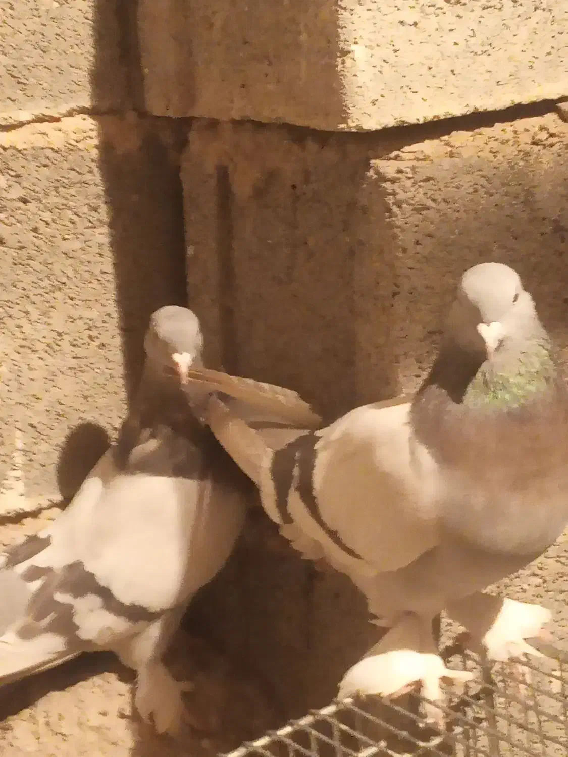 کبوتر سوسنی|پرنده|مرودشت, ثبت احوال|دیوار