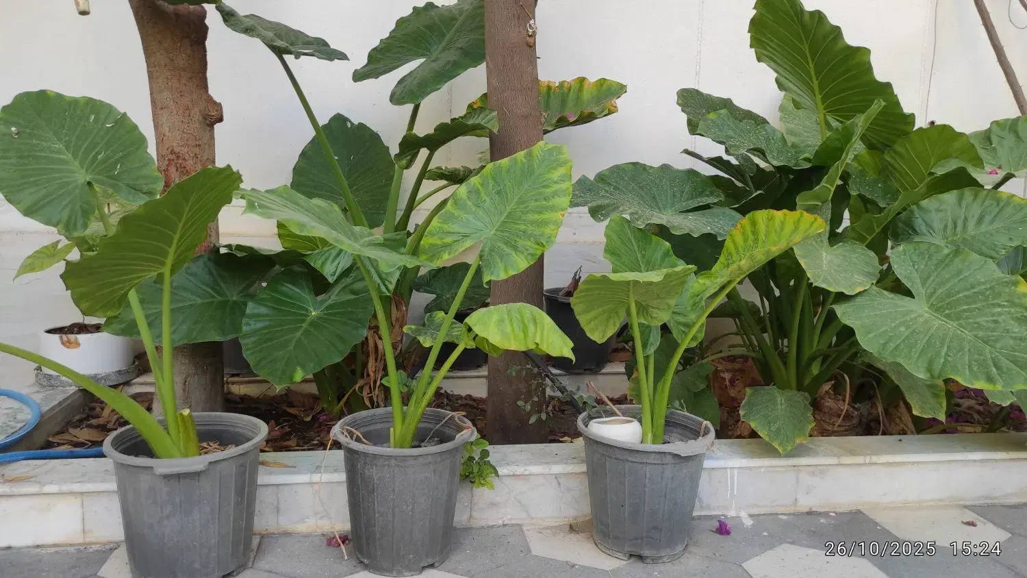 گل بابا آدم|گل و گیاه طبیعی|کازرون, |دیوار