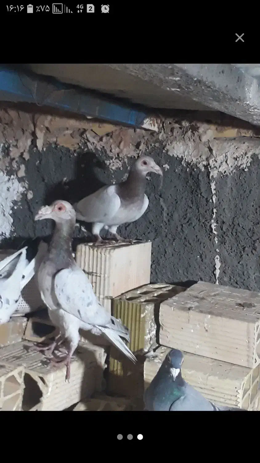 کفترکاریر|پرنده|مشهد, تلگرد|دیوار