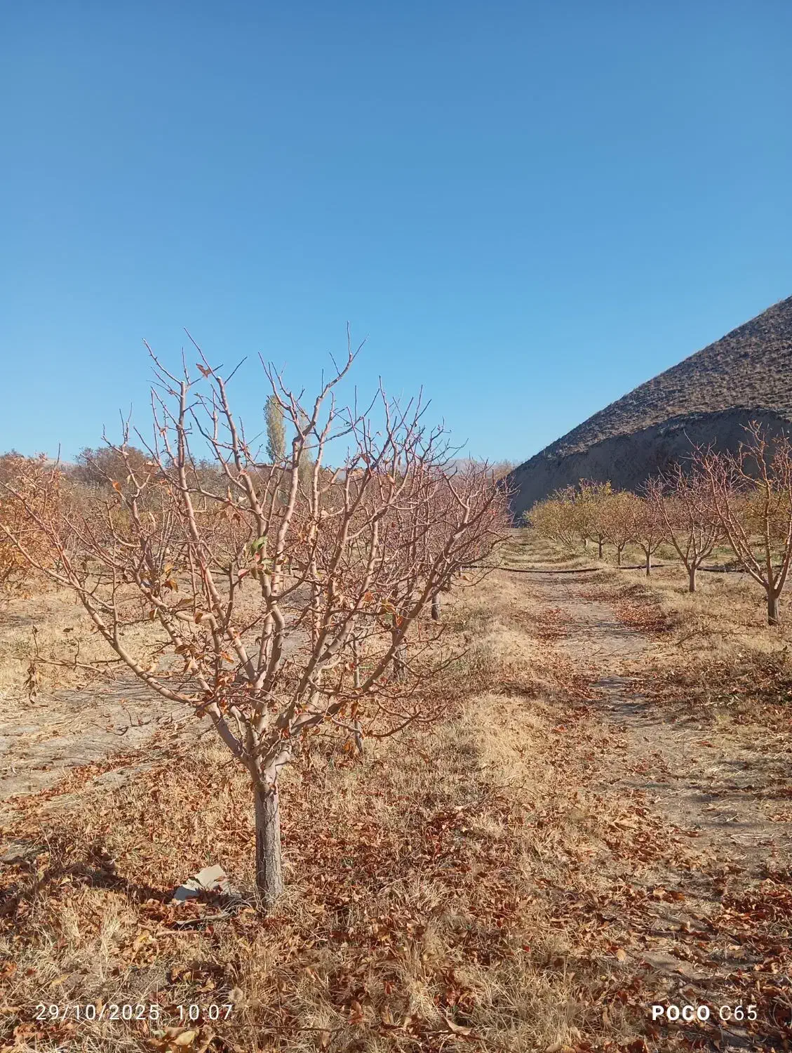 هرکاری وفرم دهی انواع درختان|خدمات باغبانی و درختکاری|مرند, |دیوار