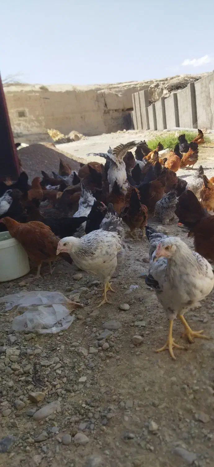 تخم مرغ محلی|خوردنی و آشامیدنی|سرخه, |دیوار