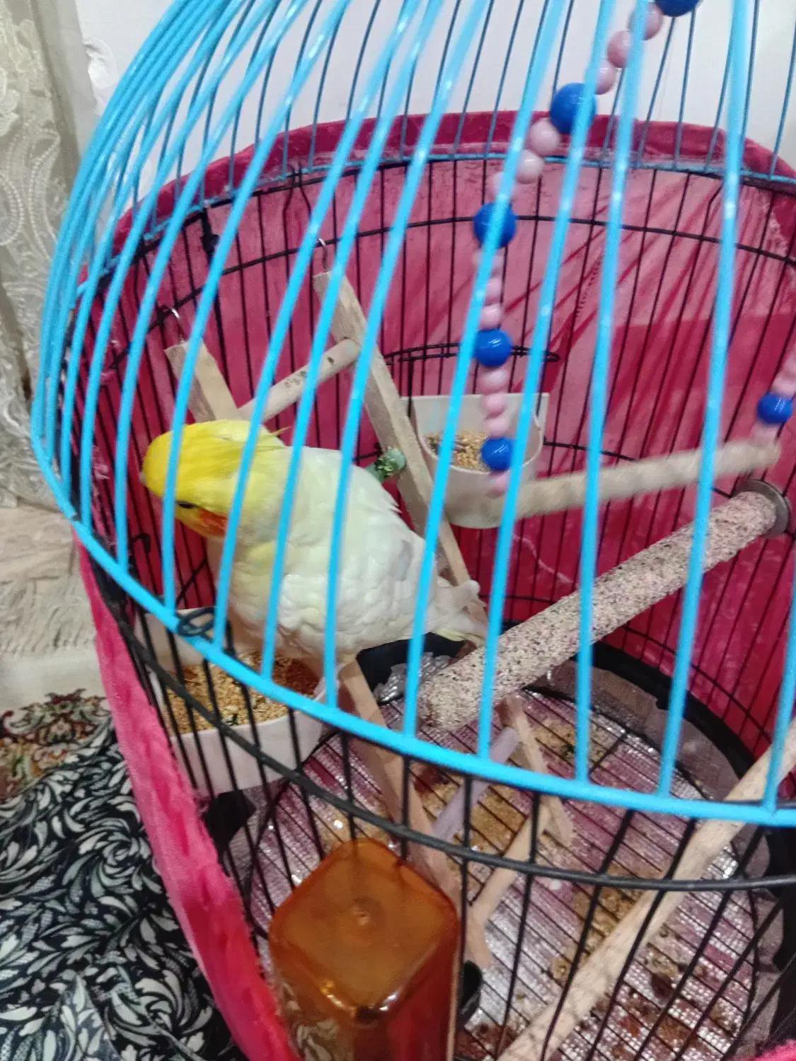 فروش عروس هلندی|پرنده|لنگرود, |دیوار