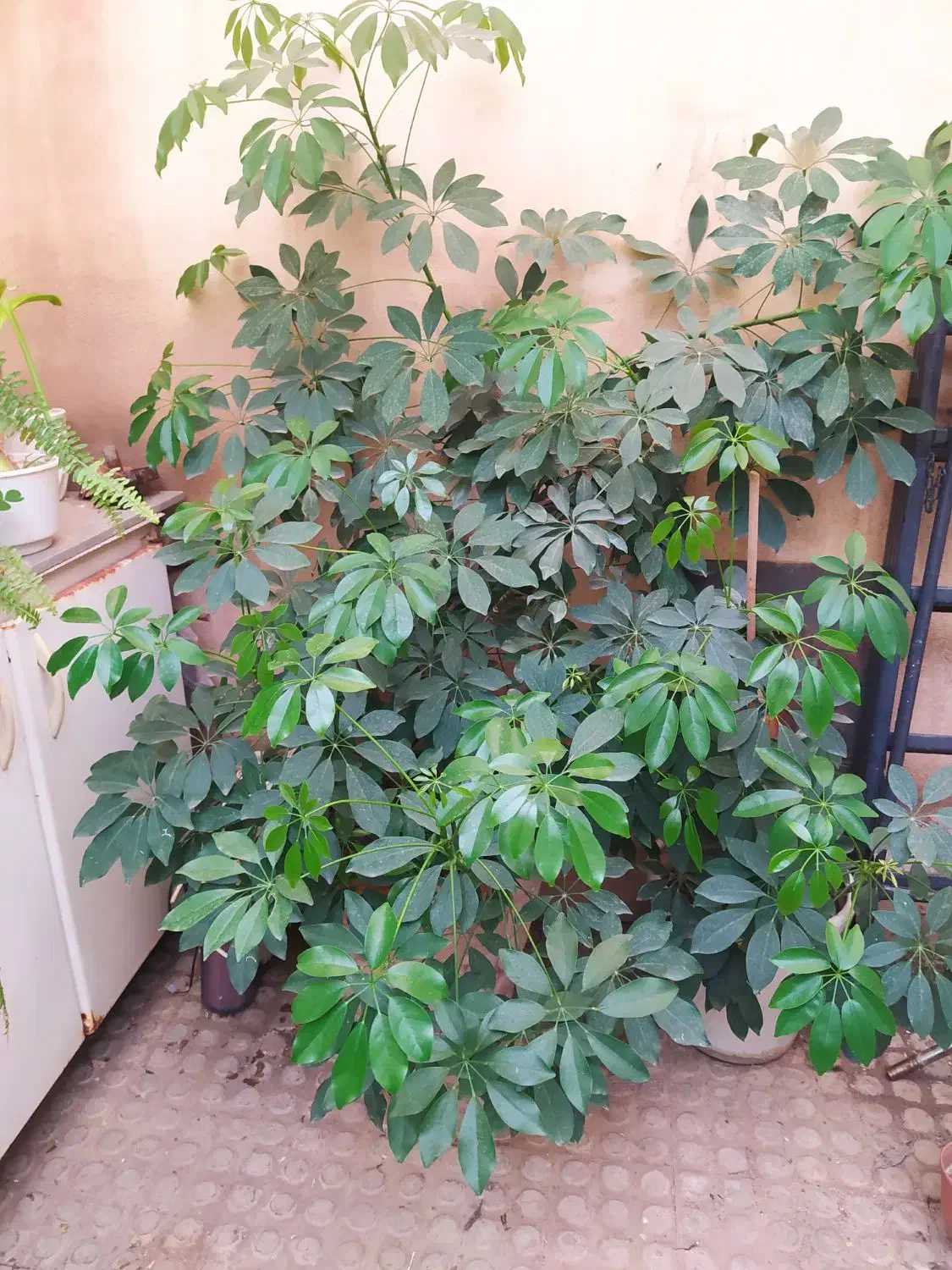 گل شفلر بزرگ|گل و گیاه طبیعی|پرند, فاز ۲|دیوار