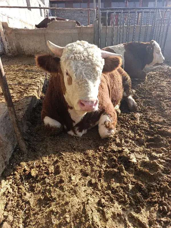 گاو نر سمینتال گوشتی|حیوانات مزرعه|هشترود, |دیوار