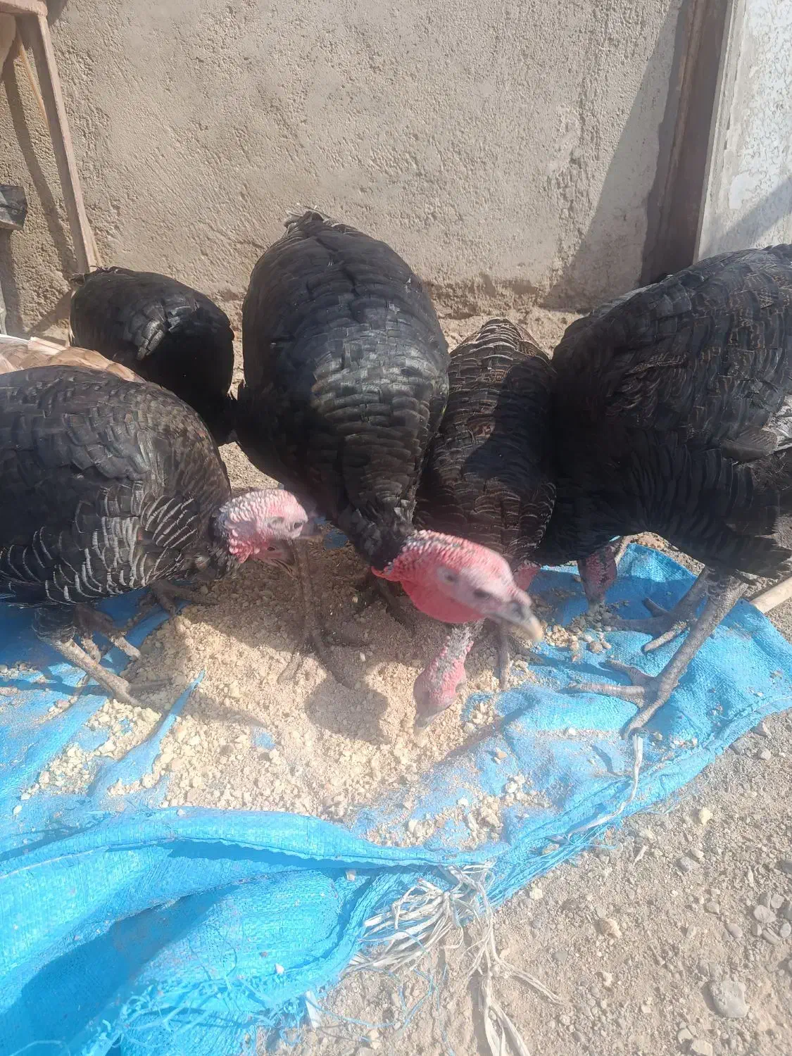 بقلمون به فروش میرسد|حیوانات مزرعه|نیمروز, |دیوار