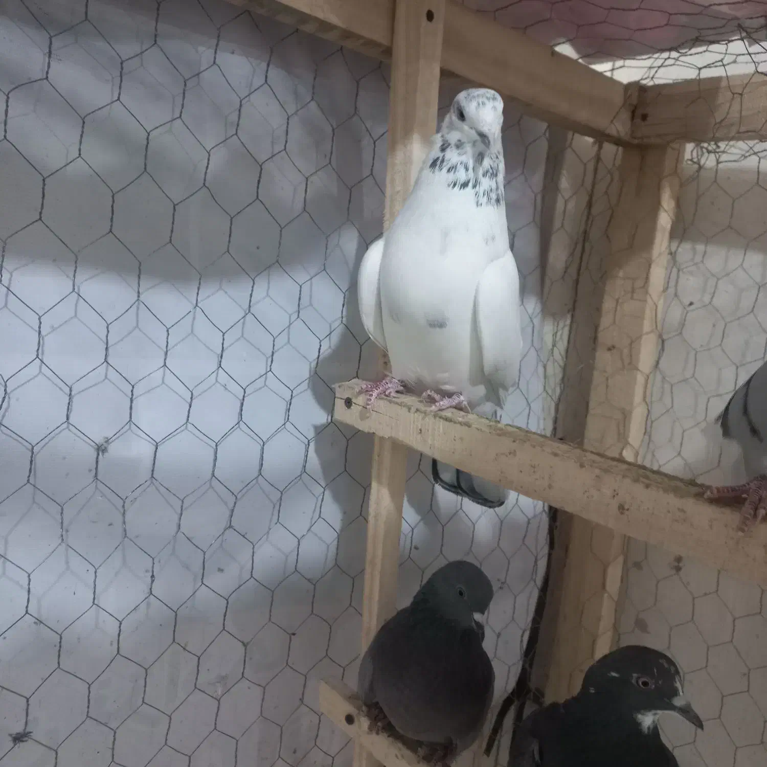 کبوتر قهوه خانه|پرنده|نقده, |دیوار