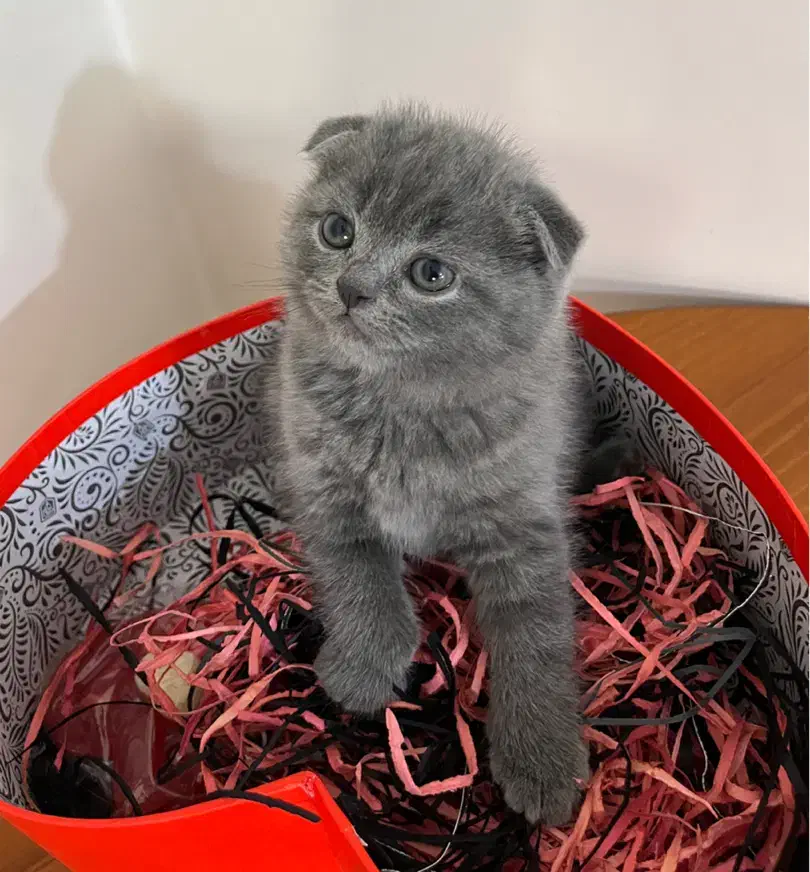 گربه اسکاتیش|گربه|تهران, دکتر هوشیار|دیوار