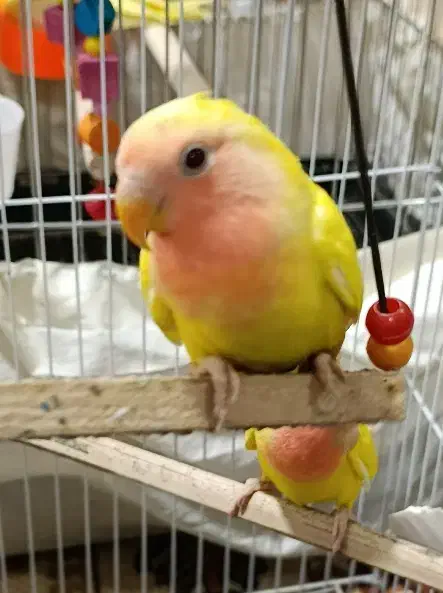 طوطی برزیلی|پرنده|بندر امام خمینی, |دیوار