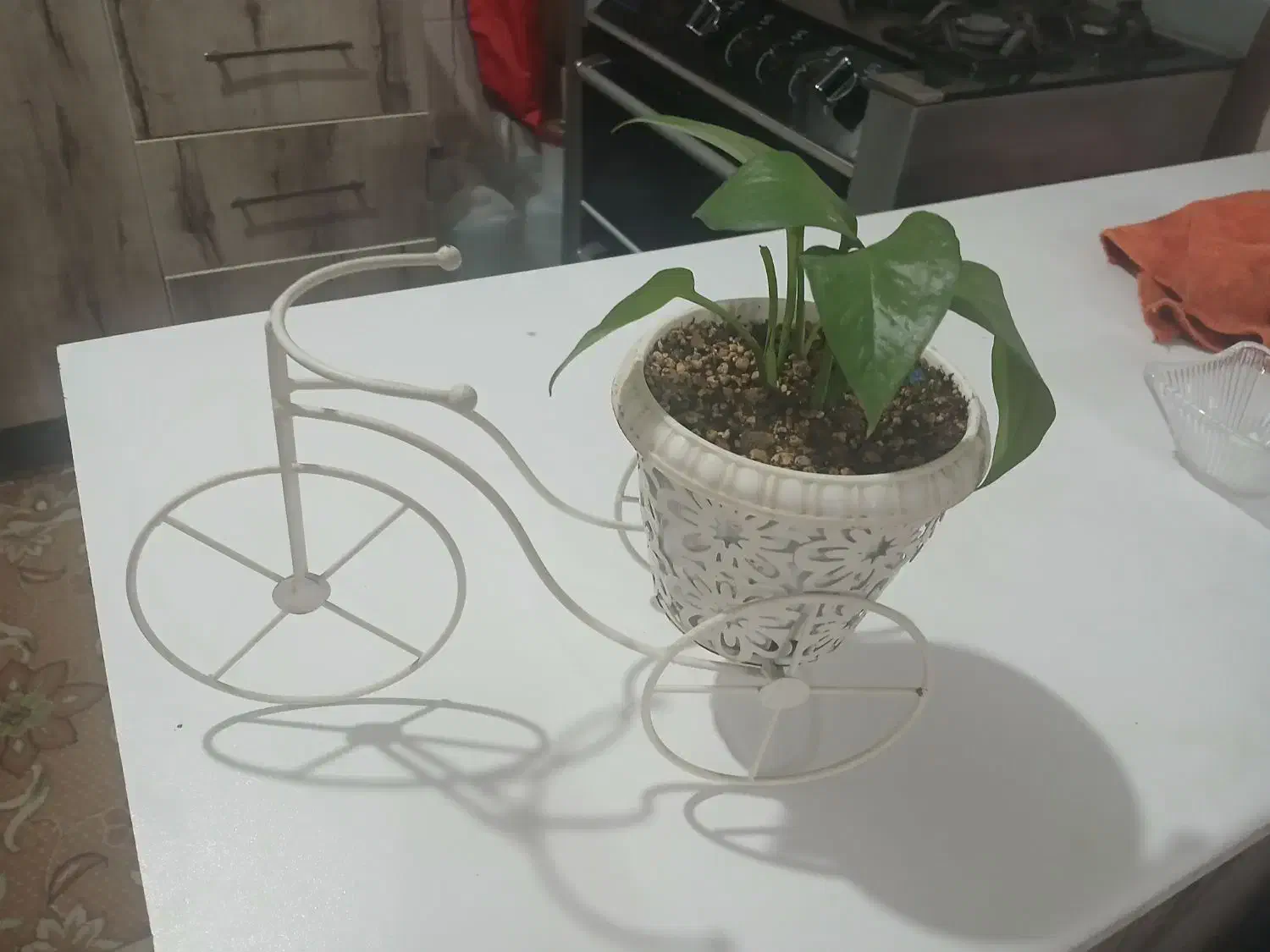 گل طبیعی|گل و گیاه طبیعی|باقرشهر, |دیوار