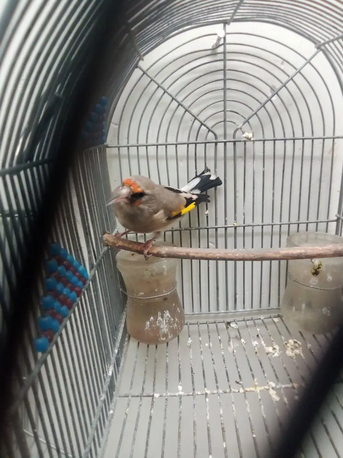 سهره کرمانی|پرنده|شیراز, تندگویان|دیوار