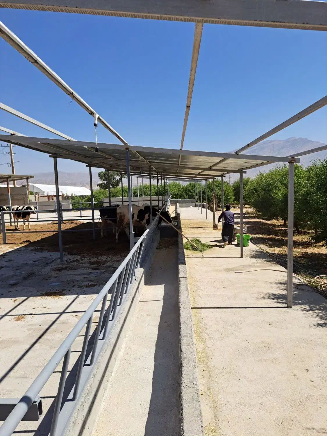 گاوداری فروشی|فروش دفتر صنعتی، کشاورزی، تجاری|لردگان, |دیوار