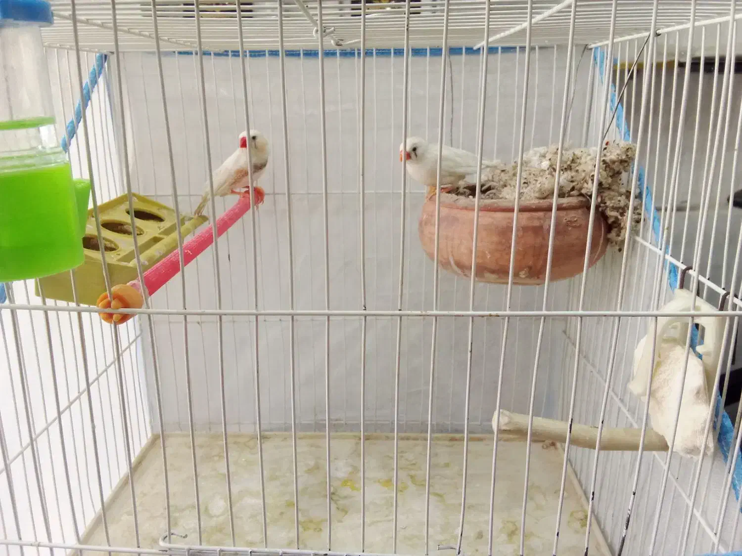 فنچ زبرا|پرنده|قم, الغدیر|دیوار